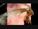 【初音ミク】Mr.Children ALIVE【カバー】