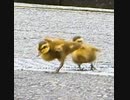 カルガモ親子VS排水溝の穴