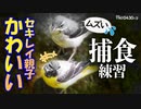 0430C③【かわいいセキレイ】野鳥の親子が捕食と餌やり。バン転覆。オナガの水浴び、カルガモ繁殖地、カナヘビとスズメ【キセキレイ】　#キセキレイ　#セキレイ　#子育て