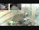 変なおじさんとこの　鶏さん２９６　定点配信での　ほんの一幕　雛たち大暴れ♫