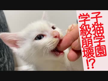 子猫育成機関、子猫ギャングにより学級崩壊する