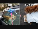 猫じゃらしが大きくなったら野良猫はどんな反応をするのだろう