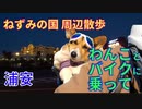 コーギーとモンキー１２５に乗って、浦安 東京ディズニーランド周辺を散歩する。わんことディズニーランドに入れないので、周辺の散歩と花火を見て帰る。