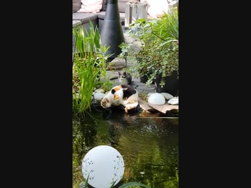 ホモと見る猫に転生した上島竜兵