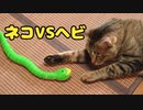 うちのネコ　ヘビのラジコンを買ったのでウキウキで猫の反応を見てみた　笑