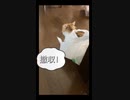 我が家のきなこさん part2