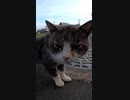 顔が汚れた島の猫を綺麗にしてあげたい#Shorts【野良猫】【感動猫】