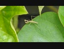 カマキリの赤ちゃんがかわいい