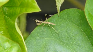 カマキリの赤ちゃんがかわいい