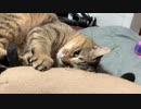 タタルさんのゴールデンウイーク