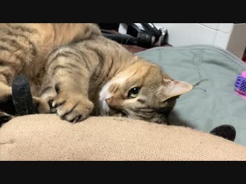 タタルさんのゴールデンウイーク