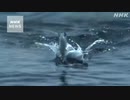 すギョいです トビウオ45秒間飛行の映像 ギネス世界記録認定