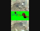 変なおじさんとこの　鶏さん２９７　ひよこ饅頭のどたばた日常