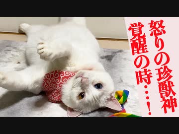 怒りの珍獣神覚醒！燃える炎のオッドアイ