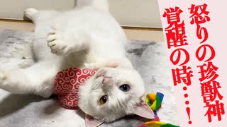 怒りの珍獣神覚醒！燃える炎のオッドアイ
