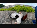 防波堤の上の猫ちゃん、コロコロ転がってカワイイ