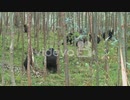 Mountain gorillas feed in a eucalyptus grove in Rwanda　石川侑作