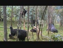 Mountain gorillas in a eucalyptus grove in Rwanda　石川侑作