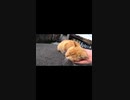 モフってみると待ってましたとすり寄ってくる島の猫#Shorts【野良猫】【感動猫】