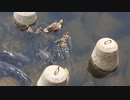 カルガモ親子、ヒナとカメとコイが出会う