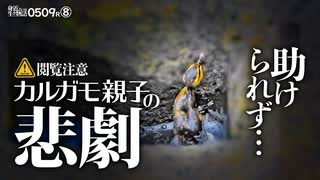 カルガモ親子の引越しで悲劇0509R⑧【溺れた雛鳥を助けたが衰弱】危険地帯で赤ちゃんカモが穴に落ちる　#カルガモ親子　#カルガモ　#身近な生き物語