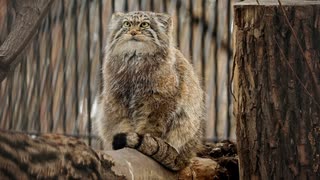 騒々しいユキヒョウは、マヌルネコに昼寝をさせません