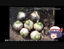 ゆっくり農民185ニンニクを育ててみませんか？#12