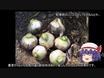 ゆっくり農民185ニンニクを育ててみませんか？#12