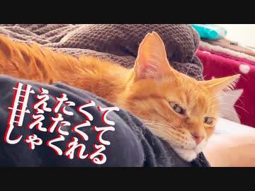 3年半迎えを待ったボス猫、甘えたくて甘えたくてしゃくれる