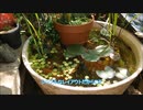 【ビオトープ】トロ船の様子と睡蓮鉢立ち上げ【2022.5】
