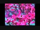 ハナミズキ/（Ｃｏｖｅｒｅｄ　by　VMS）