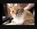 猫が膝に乗ってきた