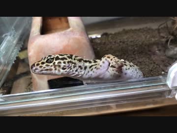 レオパ！！暖かくなって元気いっぱい！！