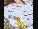 兄弟格差