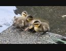 かわいい4兄弟