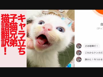 キャラ立ち保護子猫たちのにゃんトーク猫語翻訳に挑んでみた