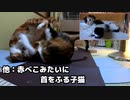 母猫と対決後、子猫に慰められに行く叔母猫おチビ