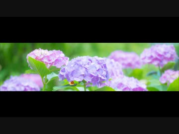 Ram / 蝸牛