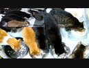 今週のおやつ（本隊）【蒼民家の猫々】