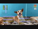 スリランカの動物保護施設が音楽ビデオを制作し2千匹の保護犬を救う