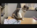 ねこに怒られた・・・
