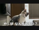 不思議な顔して 何もないよ！！