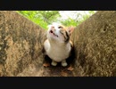 溝の中にいた三毛猫、近くに行くと出てきて膝の上に乗ってきた