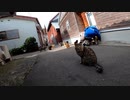 猫島のボランティア活動で猫達の幸せは担保されている【野良猫】【感動猫】
