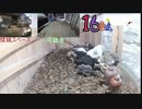 変なおじさんとこの　鶏さん２９９　雛たちの普段のお食事風景