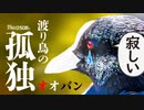0508C【ケガで取り残された渡り鳥】孤独なオオバン。雛鳥生まれたコゲラの巣。ヘビ多め閲覧注意、アオダイショウの舌と泳ぎ方【野鳥と蛇】　#身近な生き物語　#オオバン　#Coot　#渡り鳥