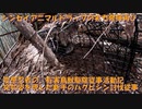 （閲覧注意）（ハクビシン戦３戦目）変態忍者の、有害鳥獣駆除従事活動記・その１９７