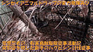 （閲覧注意）（ハクビシン戦３戦目）変態忍者の、有害鳥獣駆除従事活動記・その１９７