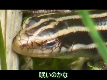 今年もニホントカゲを眺めるだけ その2