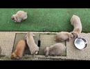 性懲りもなく、ウサギを眺める その1